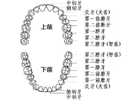 人有多少牙齒|人類牙齒